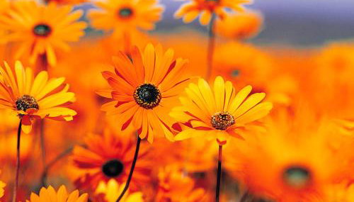 Apartman Marija 218 - Photo 2