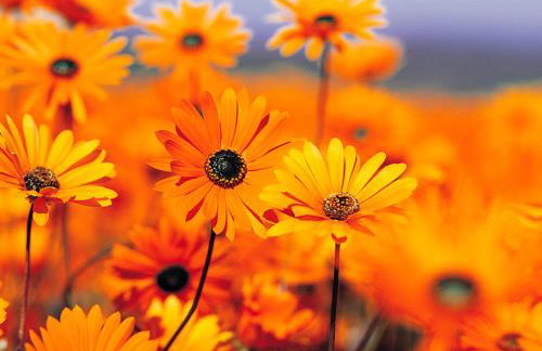 Apartman Marija 218 - Photo 2