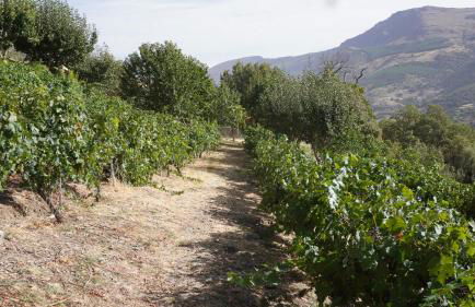 Cortijos Rey Fini - Foto 50