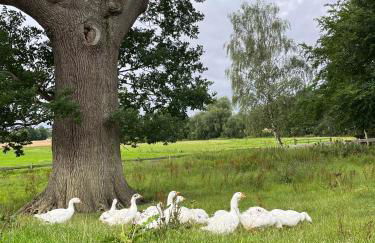 Reihenhaus Geltinger Bucht - Foto 29