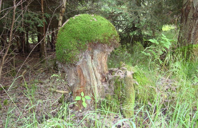 Cosy Apartment in Hallenberg Near Centre - Foto 33