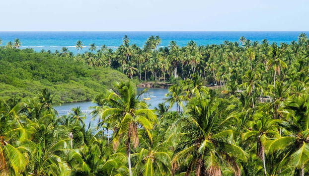 Palmeras en San Miguel de los Milagros
