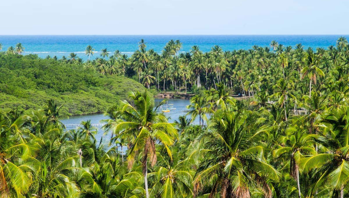 Palmeras en San Miguel de los Milagros