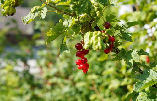 Happywild - Foto 51