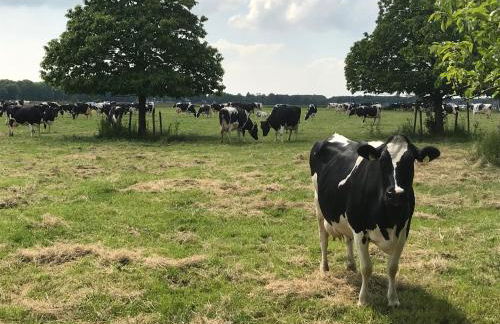LüttelHome, moderne Ferienwohnung im Grünen mit Highspeed-Glasfaser - Foto 17