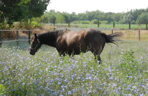 Agriturismo Fano's Farm - Foto 34