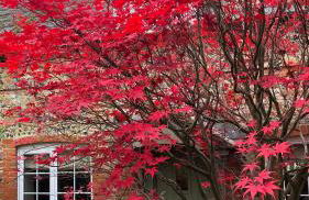 Historic, traditional & Spacious Wiltshire Cottage - Foto 49