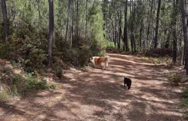 Aroma das Tílias - Foto 36