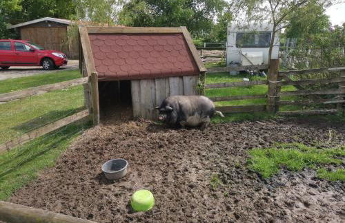 Ferienhof Am Birkensee 55125 - Foto 18