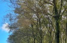 Casa da Igreja-Abadim - Foto 32