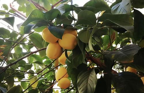 El Limonar de la Ribera Parking Art - Foto 42