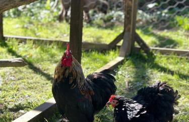 The Old Piggery, countryside barn with hot tub - Foto 19