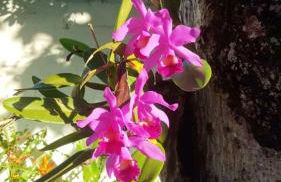 Chalé Orquídea Praia de Meaípe - Guarapari, Espírito Santo - Foto 3