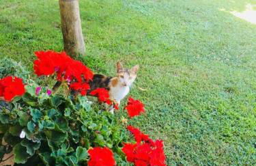 The Little Blooming House - Photo 6