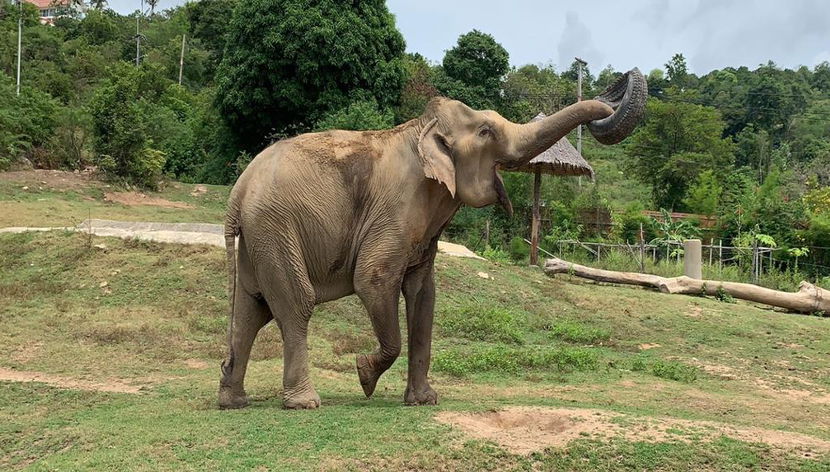 Découvrez l'île de Samui avec Elephant Care Camp - Excursion d'une journée - Photo 2