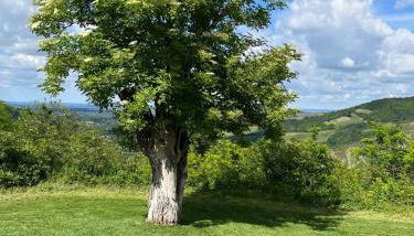 Casale IL SAMBUCO sui colli bolognesi - Foto 1, Garden
