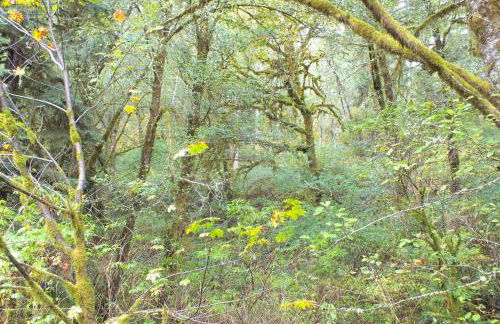 Peaceful Family Cabin on Beautiful Property, Plenty of Hiking and Fishing, 20 minutes from the coast, bordering Siuslaw National Forest, Oregon - Foto 20