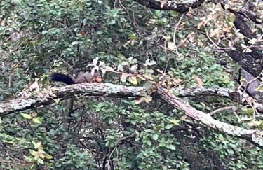 Les Genêts - Foto 47