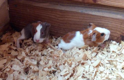 The old hayloft on 22 acre country smallholding - Foto 32