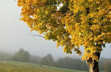 Pod Stromcem - Foto 44