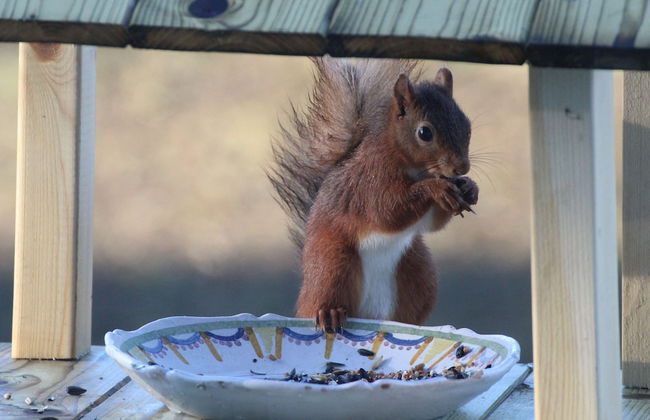 The Waltz of the Chickadees in Somme Leuze - Foto 23