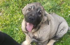 Los Tres Hórreos - Foto 55