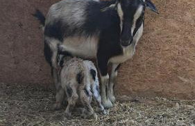 Remote Mountain A-Frame with BBQ Perfect for Nature Lovers in West Virginia - Foto 12