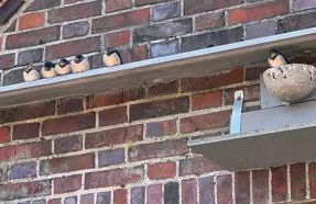 Schwalbenhof - Foto 22