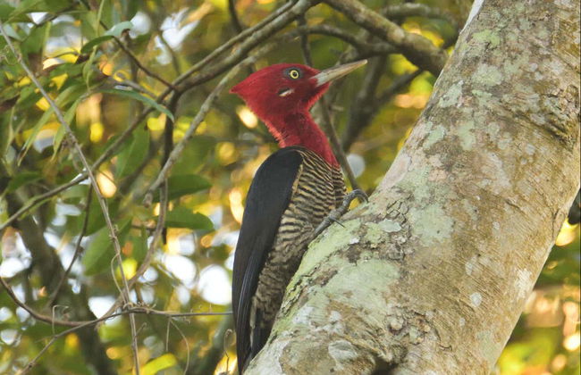 Avistamento de aves saindo de Assunção - Foto 2