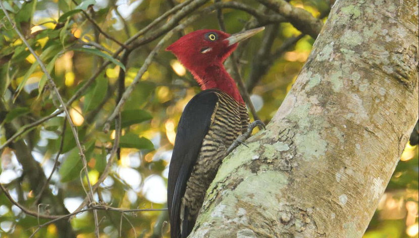 Avistamiento de aves desde Asunción - Foto 2, Un ave de la familia de los pájaros carpinteros