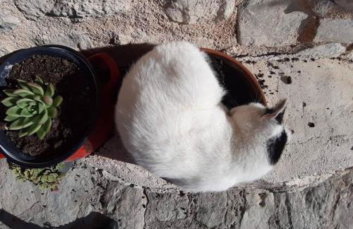 Guesthouse Runcini - Photo 34