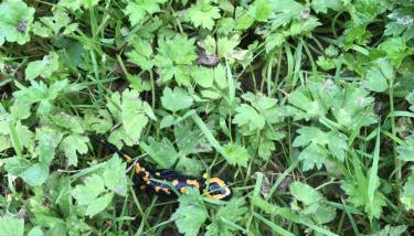 Naturerlebnis direkt am Traumpfad - Foto 4, Garden