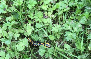 Naturerlebnis direkt am Traumpfad - Photo 4