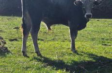 Chalet del Lago Laceno - Foto 72