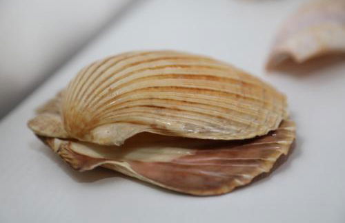 Ferien im Reetdachhaus - Foto 32