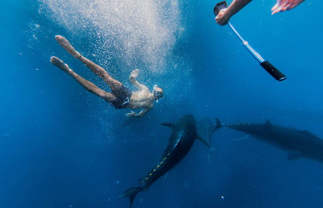 Nadar com atuns em L'Ametlla de Mar - Foto 1