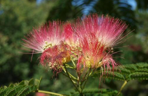Domaine de la Cipière - Foto 30