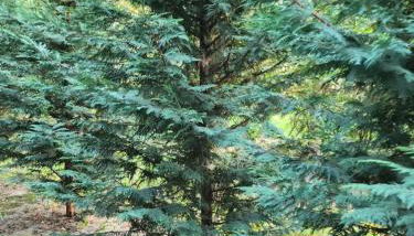 CRBN Di SJK28 - Foto 5