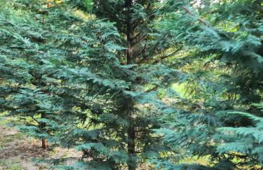 CRBN Di SJK28 - Foto 5