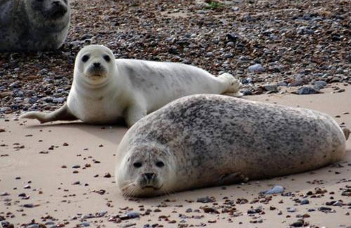 Creative Norfolk Chapel Ground Floor with Piano & Sauna - Foto 27