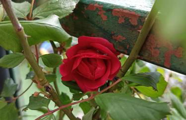 Il Glicine cozy appartamnent, near Sestri Levante between Cinque terre e Portofino - Foto 44