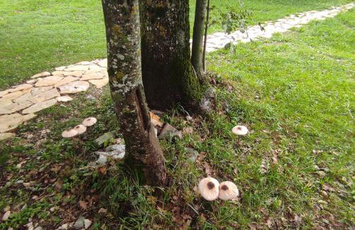 Lika Relax and Party House with sauna, jacuzzi and outdoor heated swimming pool - Foto 92