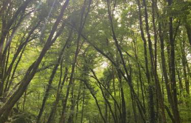 Gîte L'establou Lissacoise - Foto 27