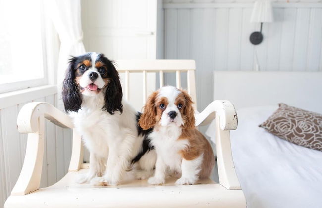 Valkeisen Loma - Foto 14