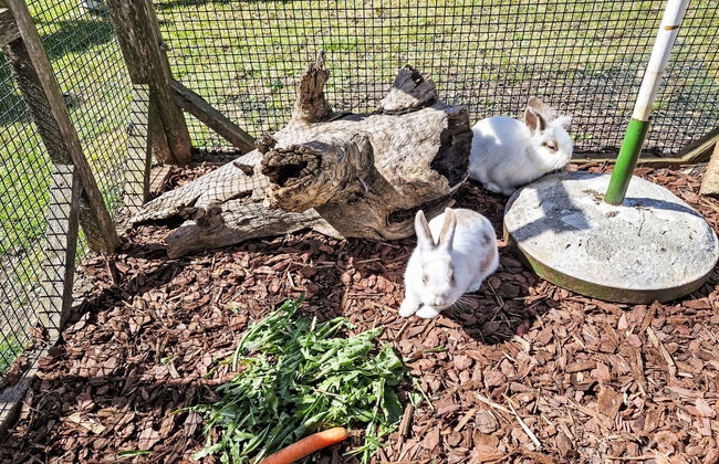 Haflingerhof Enzian - Foto 22