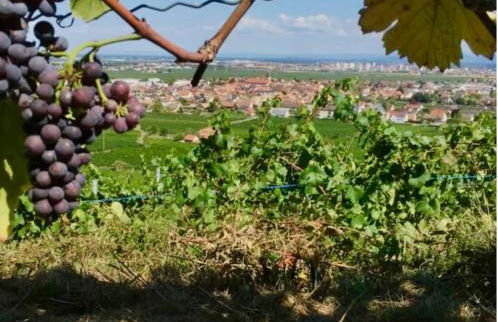 Envolée des rêves - Terrasse - Parking privé - Foto 31