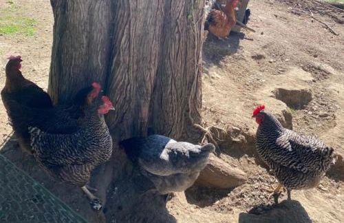 Ferienwohnung am Balkon des Erzgebirges - Bernsbach - Foto 35