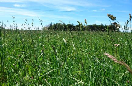 Les prairies Mas Roux - Foto 9