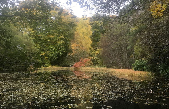 Cosy Woodland off Grid Shepherds Hut - Rowan - Foto 10