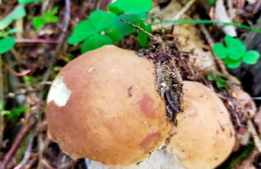 casa vacanza da ghislin - Foto 45